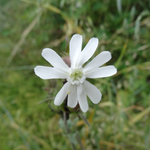  - Silene latifolia Poir. [1789]