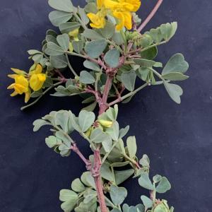 Photographie n°2460800 du taxon Coronilla valentina subsp. glauca (L.) Batt. [1889]