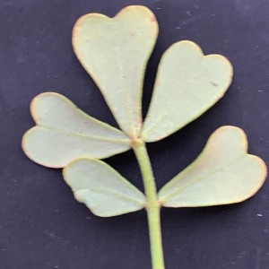 Photographie n°2460807 du taxon Coronilla valentina subsp. glauca (L.) Batt. [1889]