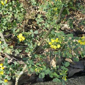 Photographie n°2460822 du taxon Coronilla valentina L. [1753]