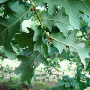 Photographie n°2460834 du taxon Quercus robur L. [1753]