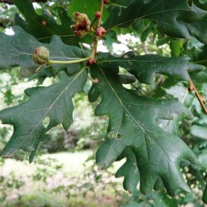 Photographie n°2460836 du taxon Quercus robur L. [1753]