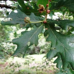 Photographie n°2460839 du taxon Quercus robur L. [1753]