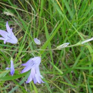 Photographie n°2460846 du taxon Campanula rapunculus L. [1753]