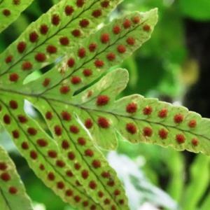 Photographie n°2460871 du taxon Polypodium cambricum L. [1753]