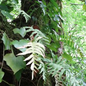 Photographie n°2460872 du taxon Polypodium cambricum L. [1753]