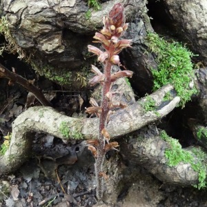  - Orobanche hederae Vaucher ex Duby [1828]