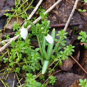 Photographie n°2460882 du taxon Galanthus nivalis L.