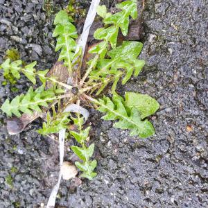 Photographie n°2460902 du taxon Taraxacum div. Sp.