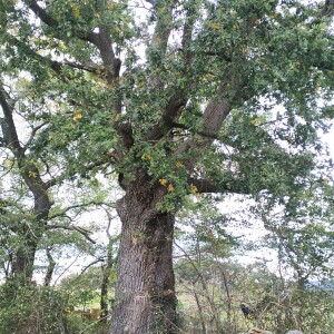 Photographie n°2460923 du taxon Quercus robur L. [1753]