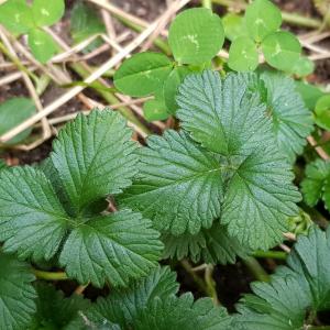 Photographie n°2460940 du taxon Potentilla indica (Andrews) Th.Wolf