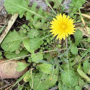 Photographie n°2460984 du taxon Crepis sancta (L.) Bornm. [1913]