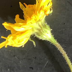 Photographie n°2460990 du taxon Crepis sancta (L.) Bornm. [1913]