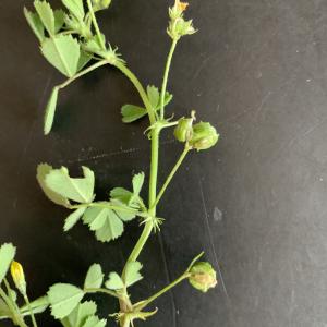 Photographie n°2461013 du taxon Medicago littoralis Rohde ex Loisel. [1810]