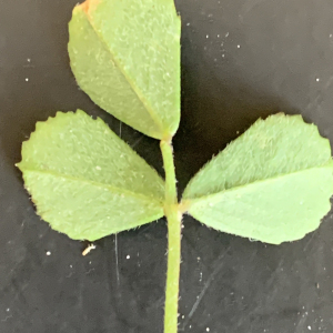 Photographie n°2461022 du taxon Medicago littoralis Rohde ex Loisel. [1810]