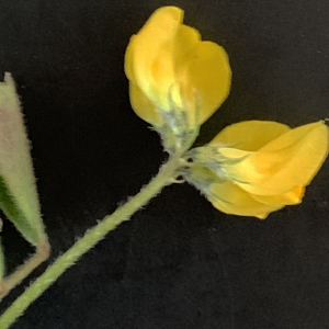 Photographie n°2461031 du taxon Medicago littoralis Rohde ex Loisel. [1810]