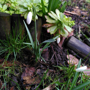 Photographie n°2461033 du taxon Galanthus nivalis L. [1753]