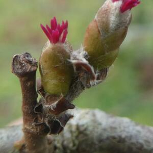 Photographie n°2461047 du taxon Corylus avellana L. [1753]