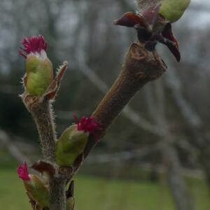 Photographie n°2461049 du taxon Corylus avellana L. [1753]