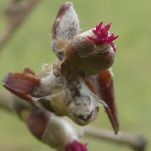 Photographie n°2461051 du taxon Corylus avellana L. [1753]