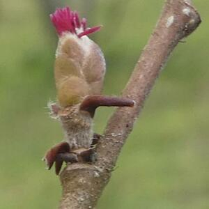 Photographie n°2461053 du taxon Corylus avellana L. [1753]