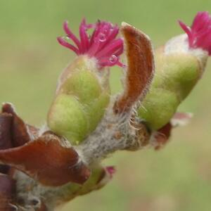 Photographie n°2461057 du taxon Corylus avellana L. [1753]