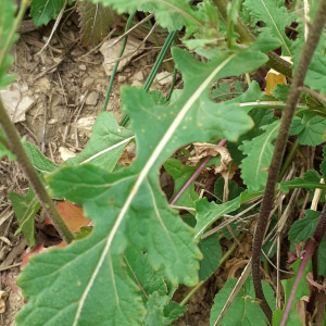 Photographie n°2461088 du taxon Diplotaxis erucoides subsp. erucoides
