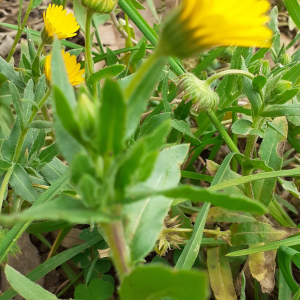 Photographie n°2461092 du taxon Calendula arvensis L. [1763]