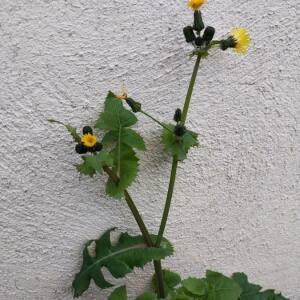 Photographie n°2461128 du taxon Sonchus oleraceus L.