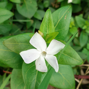 Photographie n°2461188 du taxon Vinca difformis Pourr.