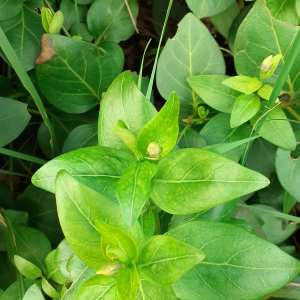 Photographie n°2461190 du taxon Vinca difformis Pourr.