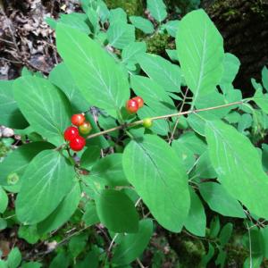 Photographie n°2461196 du taxon Lonicera xylosteum L. [1753]