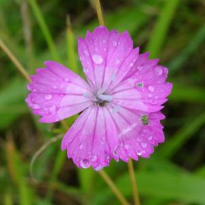 Photographie n°2461215 du taxon Dianthus carthusianorum L. [1753]