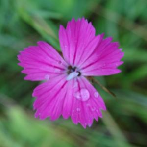 Photographie n°2461216 du taxon Dianthus carthusianorum L. [1753]