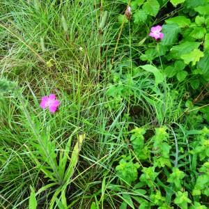 Photographie n°2461218 du taxon Dianthus carthusianorum L. [1753]