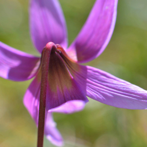 Photographie n°2461240 du taxon Erythronium dens-canis L.