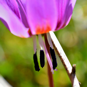 Photographie n°2461241 du taxon Erythronium dens-canis L.