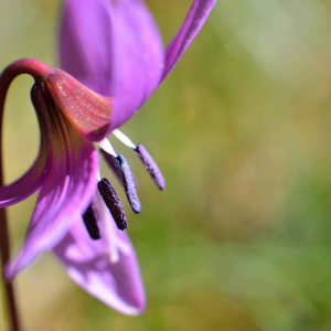 Photographie n°2461245 du taxon Erythronium dens-canis L.