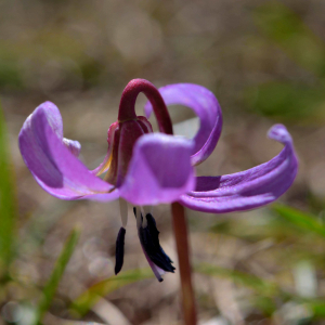 Photographie n°2461246 du taxon Erythronium dens-canis L.