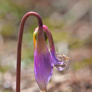 Photographie n°2461247 du taxon Erythronium dens-canis L.