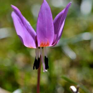 Photographie n°2461248 du taxon Erythronium dens-canis L.