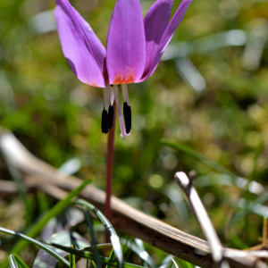 Photographie n°2461249 du taxon Erythronium dens-canis L.