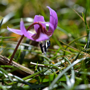 Photographie n°2461253 du taxon Erythronium dens-canis L.