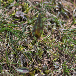 Photographie n°2461257 du taxon Erythronium dens-canis L.