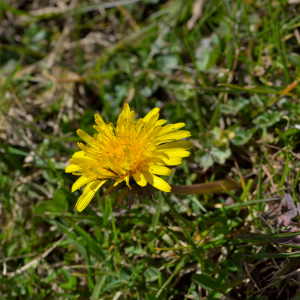 Photographie n°2461263 du taxon Taraxacum F.H.Wigg. [1780]