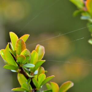 Photographie n°2461274 du taxon Berberis vulgaris L. [1753]