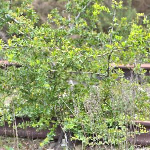 Photographie n°2461277 du taxon Berberis vulgaris L. [1753]