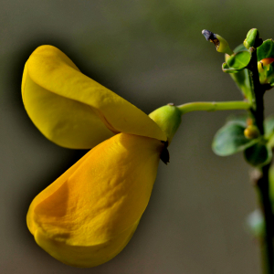 Photographie n°2461279 du taxon Cytisus scoparius (L.) Link [1822]