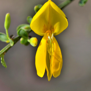 Photographie n°2461281 du taxon Cytisus scoparius (L.) Link [1822]