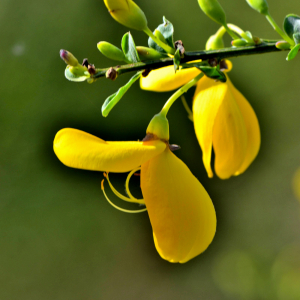 Photographie n°2461283 du taxon Cytisus scoparius (L.) Link [1822]